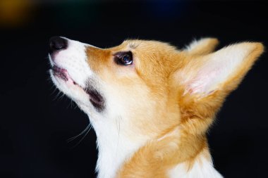 Portre profil köpek yavrusu Galce corgi