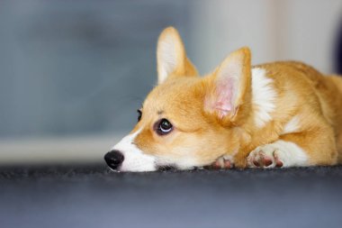 Üzgün köpek yavrusu yalan