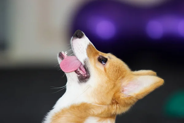 Portrait puppy welsh corgi — Stock Photo, Image