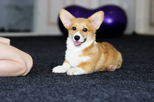 Filhote de cachorro na sala de treinamento — Fotografia de Stock