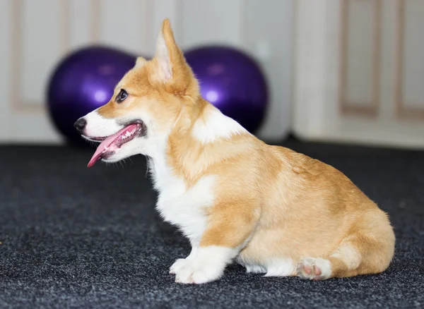 Köpek eğitim salonunda