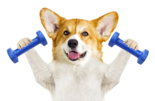 Bir köpek fitness — Stok fotoğraf