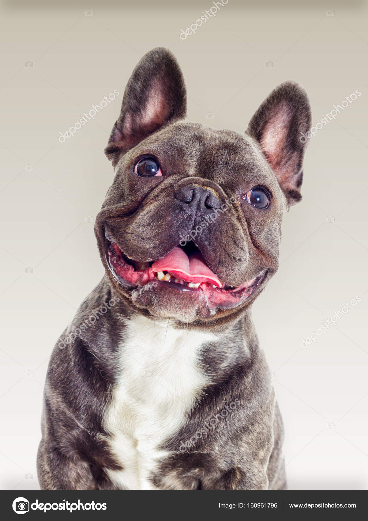 Portrait Dun Chien Bouledogue Français à La Recherche