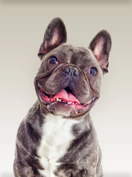 Portret van een Franse bulldog hond op zoek — Stockfoto