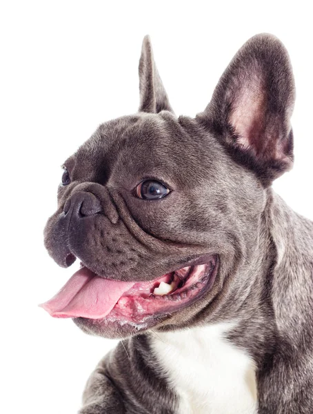 รูปภาพของสุนัขบูลด็อกฝรั่งเศสที่ดู — ภาพถ่ายสต็อก