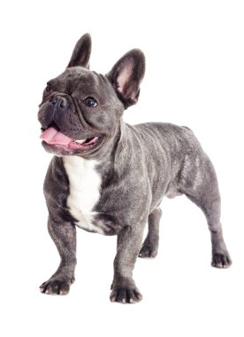 Fransız Bulldog köpek tam uzunlukta izole