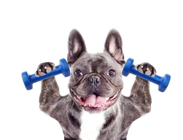 Hundeathlet Bodybuilder — Stockfoto