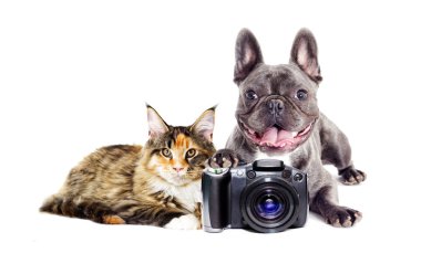 Köpek ve kedi fotoğrafçı