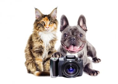 Köpek ve kedi fotoğrafçı