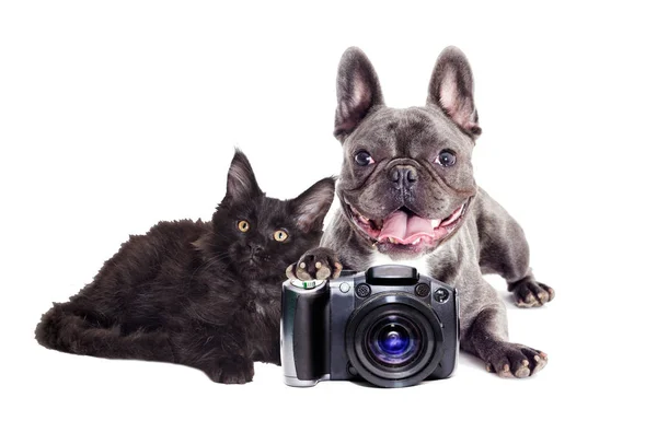 Fotografo di cani e gatti — Foto Stock