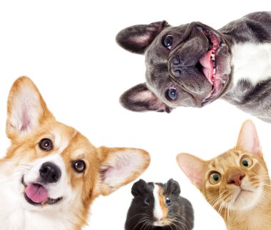 Köpek ve kedi ve eskiden şiling şimdi domuz 