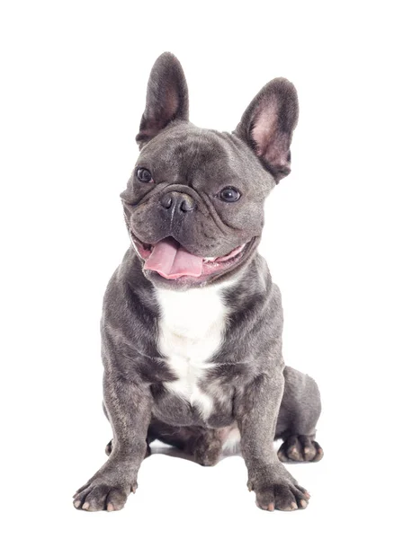 Franse Bulldog hond full-length geïsoleerd — Stockfoto