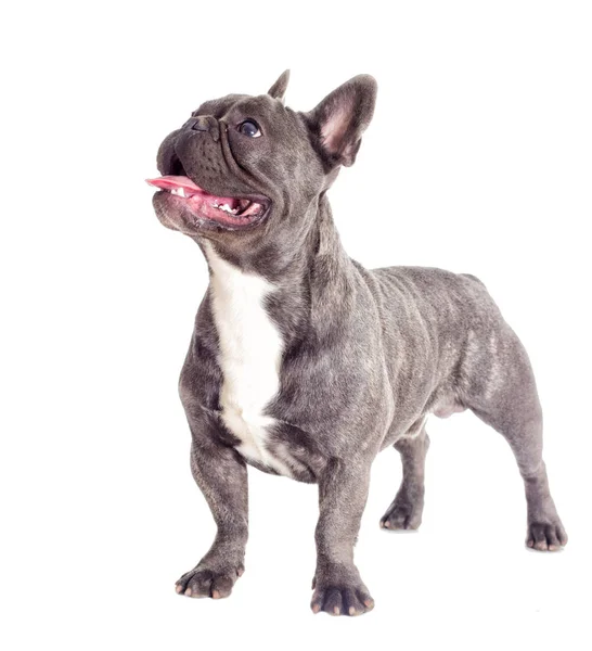 Franse Bulldog hond full-length geïsoleerd — Stockfoto