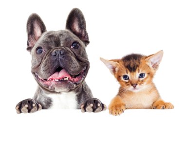 Kedi ve köpek dikizliyor.
