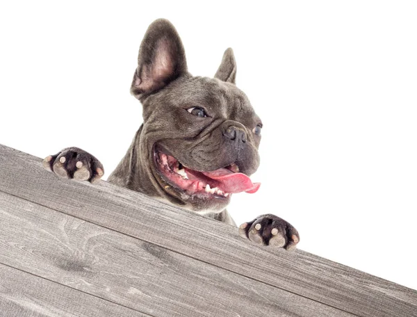 Ritratto Bulldog Francese Capolino — Foto Stock