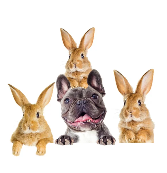 Funny Rabbit Dog Peeking — Stock Photo, Image