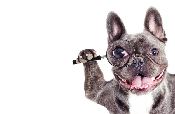 Cão Bulldog francês olha para uma lupa — Fotografia de Stock