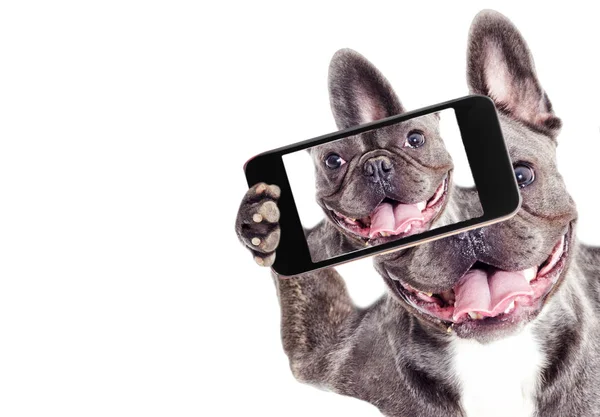 Francês Bulldog cão faz selfie no telefone — Fotografia de Stock