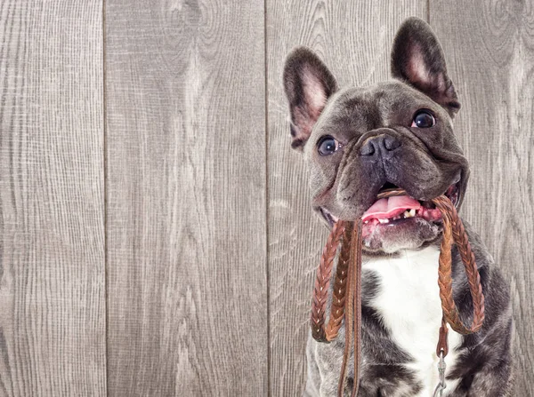 Porträtt av en fransk bulldog hund och ett koppel i tänderna på en w — Stockfoto