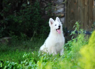 Açık havada beyaz çoban köpek yavrusu
