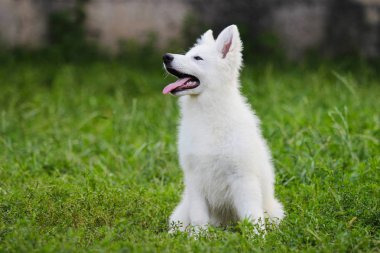 Açık havada beyaz çoban köpek yavrusu