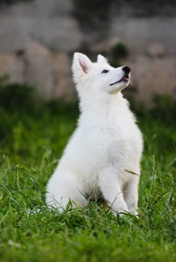 Açık havada beyaz çoban köpek yavrusu
