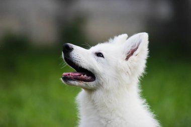 Açık havada beyaz çoban köpek portresi