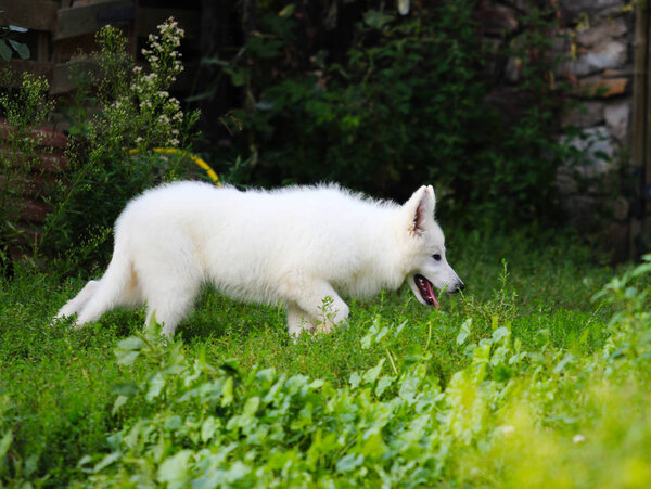 White Shepherd puppy outdoors