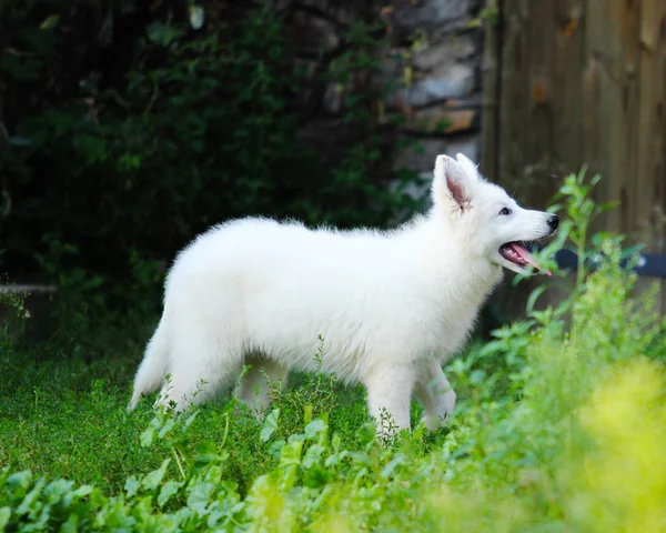 White Shepherd valp utomhus — Stockfoto