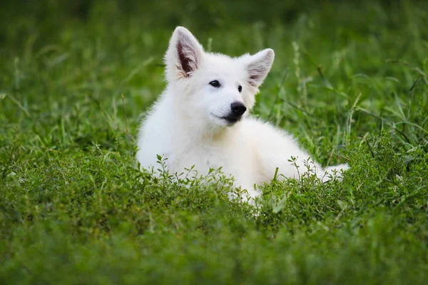 Açık havada beyaz çoban köpek yavrusu