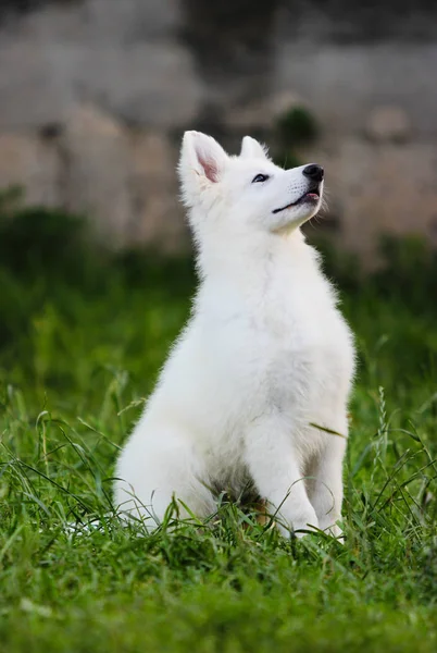 Weißer Schäferhund Welpe im Freien — Stockfoto