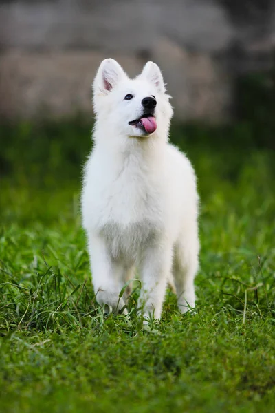 Biały Owczarek puppy na zewnątrz — Zdjęcie stockowe