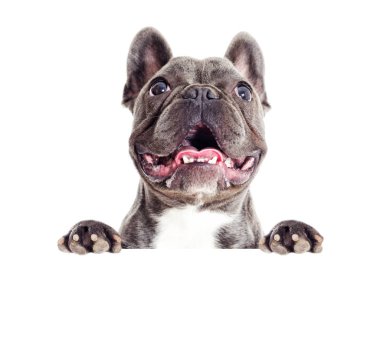 Fransız bulldog köpek portresi peeps, seyir