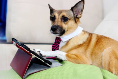 Köpek ve tablet ve kravat ve gözlük