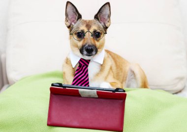 Köpek ve tablet ve kravat ve gözlük