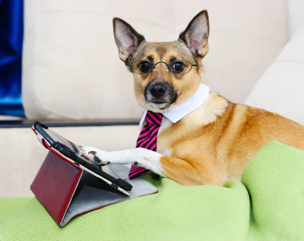 Hundeunternehmer und Tablet und Krawatte und Brille — Stockfoto
