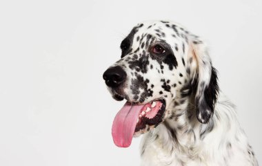  yana doğru seyir İngiliz seterim köpek