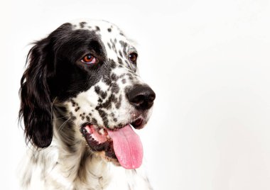 Portre İngiliz seterim köpek arıyorum