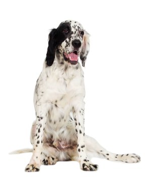 İngiliz seterim köpek arıyorum