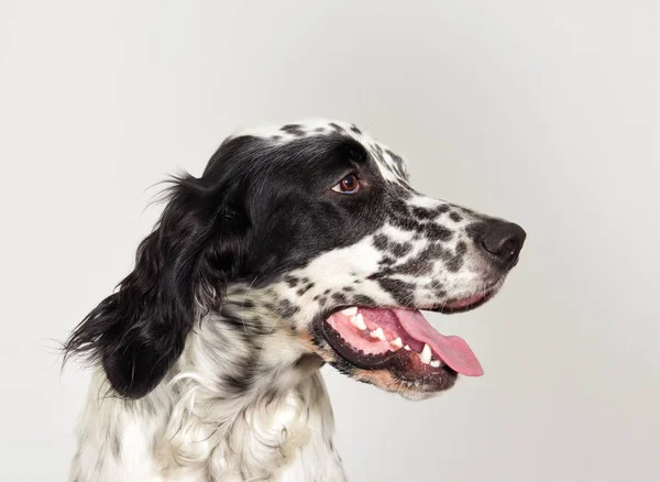 Perfil retrato cão cão cão de caça Inglês olhando — Fotografia de Stock