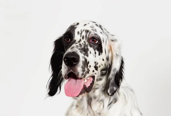 Retrato cão cão cão de caça Inglês olhando — Fotografia de Stock