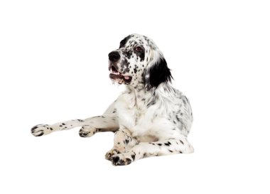 İngiliz seterim köpek arıyorum