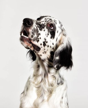 Ararken bir köpek portresi