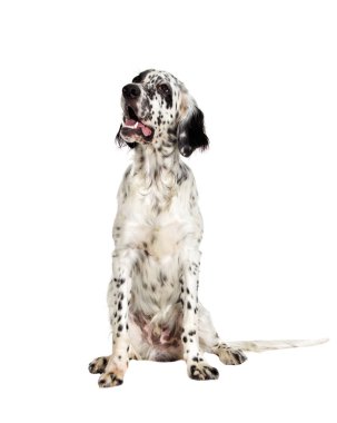 Tam yükseklikte ararken köpeklerde