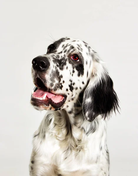Portret psa patrząc — Zdjęcie stockowe