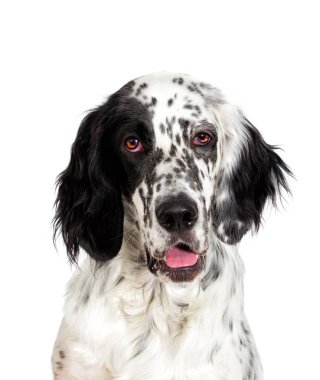 Arayan bir İngiliz seterim köpek portresi