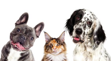 Köpek ve kedi portre