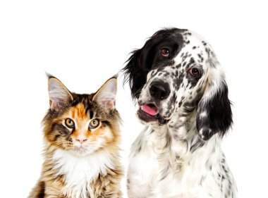 Köpek ve kedi portre