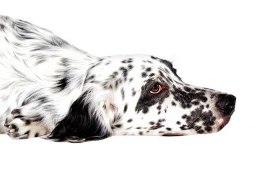 Bir köpek üzgün namlu