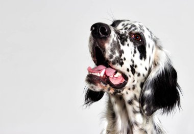 Bir köpek arıyorum portresi